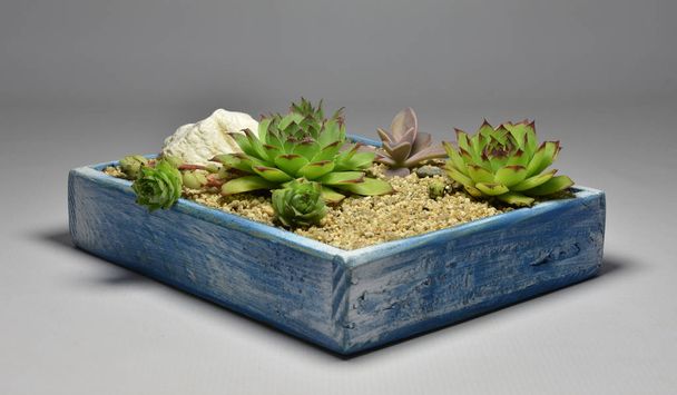 Cactus and Succulent in handmade pots on gray background - Foto, afbeelding