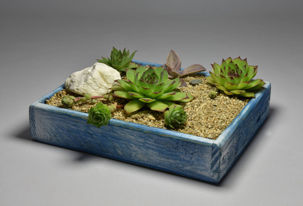 Cactus et succulent dans des pots faits à la main sur fond gris
 - Photo, image