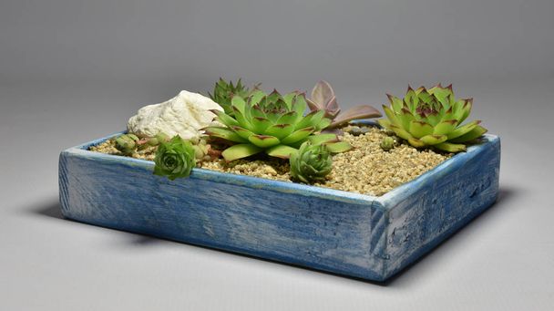 Cactus e Succulento in vasi fatti a mano su sfondo grigio
 - Foto, immagini