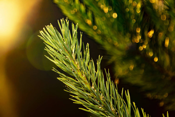 薄緑色の松の枝がオレンジ色の光を放ち - 写真・画像