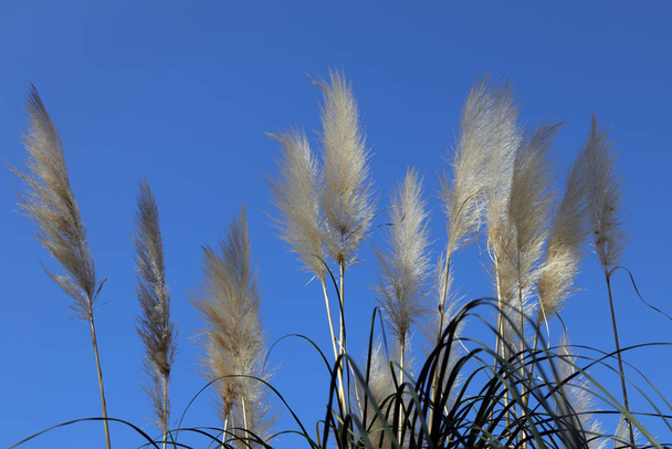 ears of wheat against blue sky - Foto, imagen