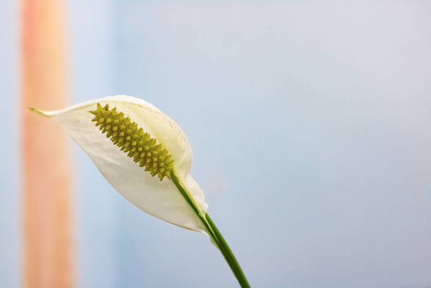 Flor branca de uma planta de casa closeup
 - Foto, Imagem