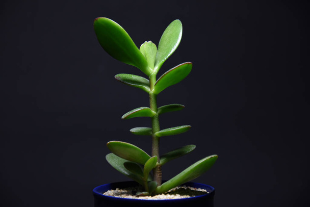 Succulenta in vaso su fondo scuro
  - Foto, immagini