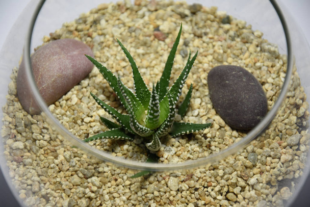 Cactus y suculentas en maceta de vidrio sobre fondo blanco
 - Foto, Imagen