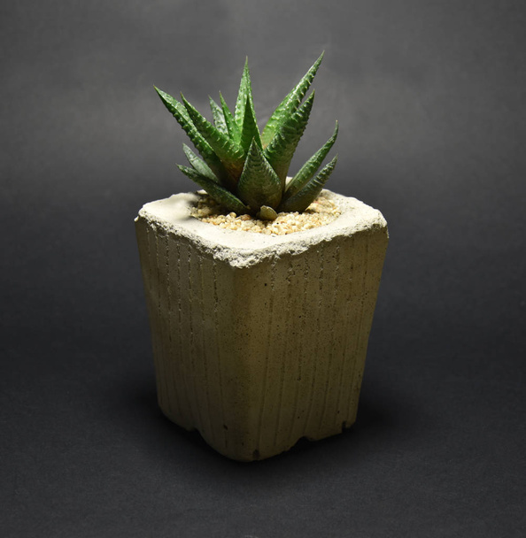 Succulent in pots on dark background  - Photo, Image