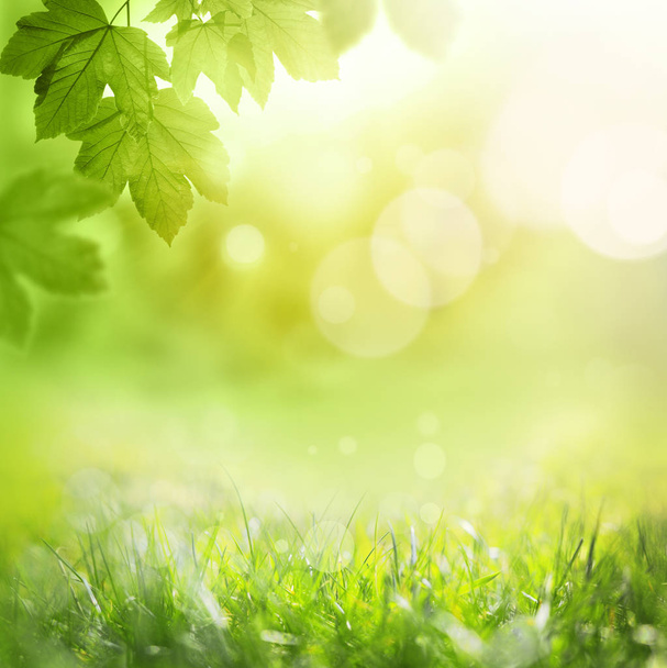 Background of green leaves and grass, summer or spring season. Background natural green plants landscape, ecology - Foto, afbeelding