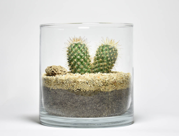 Kaktus ja mehukasvit lasipannussa valkoisella pohjalla
 - Valokuva, kuva