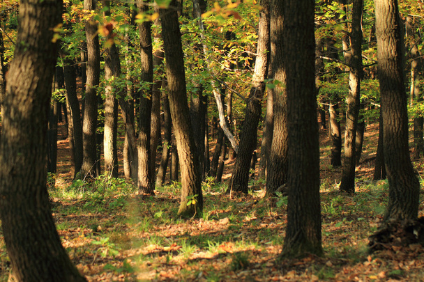 Autumn forest - Fotoğraf, Görsel