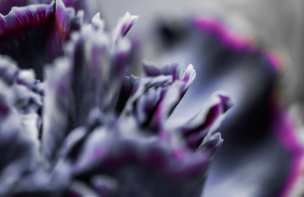 Abstract floral background, black carnation flower. Macro flower - Photo, image
