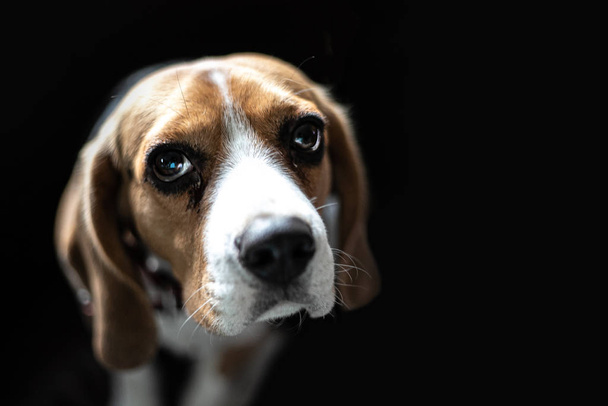 Beagle kiskutya fekete háttér felett. elölnézet - Fotó, kép