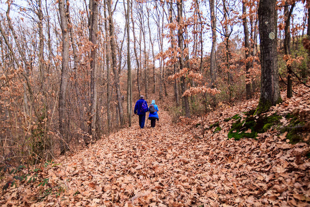 Caminata en pareja en el bosque
 - Foto, imagen