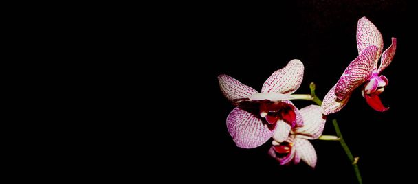 Orchid on black background. White with purple veins flower of Phalaenopsis, space for text. - Foto, Imagem