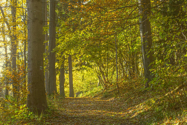 Vista prospectiva de uma trilha de parque de cascalho com árvores e galhos suspensos. Caminho na floresta verde de verão. Florestas
. - Foto, Imagem