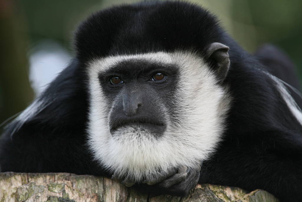 monkey primate animal, wildlife - Foto, Imagen