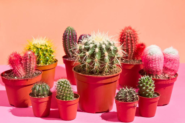 mooie bloempot kamerplant cactus, verschillende maten en kleuren van decoratieve succulents in studio op oranje kleurrijke vrije ruimte achtergrond - Foto, afbeelding