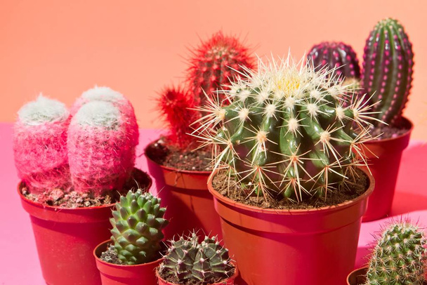 popular flowerpot houseplant cactus, different kinds of succulents in studio on orange colorful free space background - Photo, Image