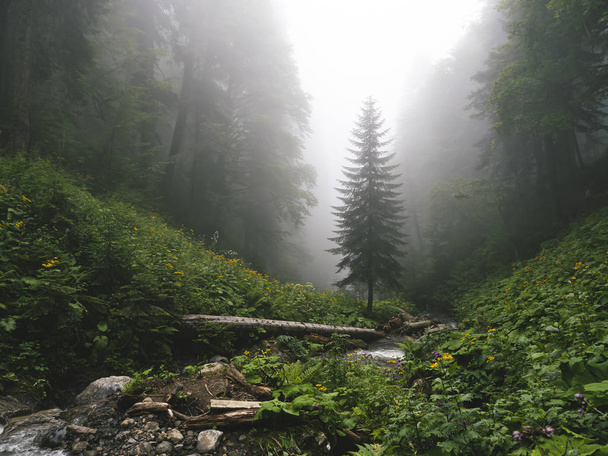 Hermoso bosque de montañas del Cáucaso en la niebla. Rusia
 - Foto, Imagen