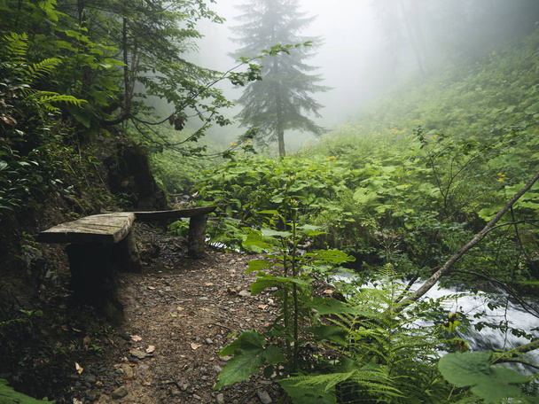 Wooden bench in the Beautiful forest of Caucasus mountains in fo - Photo, Image