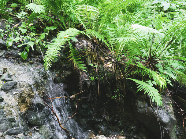 Creek in a mountain forest. Caucasus mountains - Фото, изображение