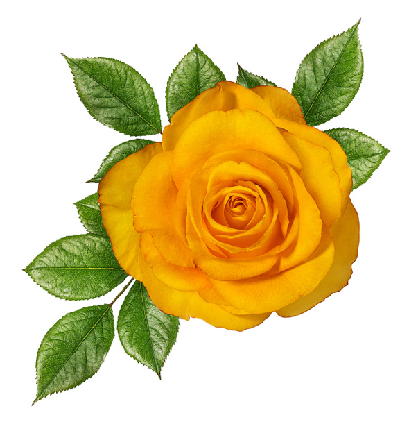růže izolovaná na bílém  - Fotografie, Obrázek