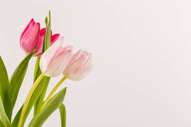 Fresh spring tulips on white - Foto, imagen