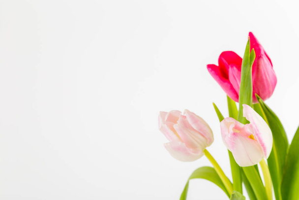 Fresh spring tulips on white - Fotoğraf, Görsel