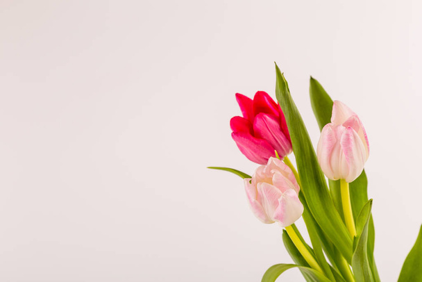 Fresh spring tulips on white - Foto, Imagen