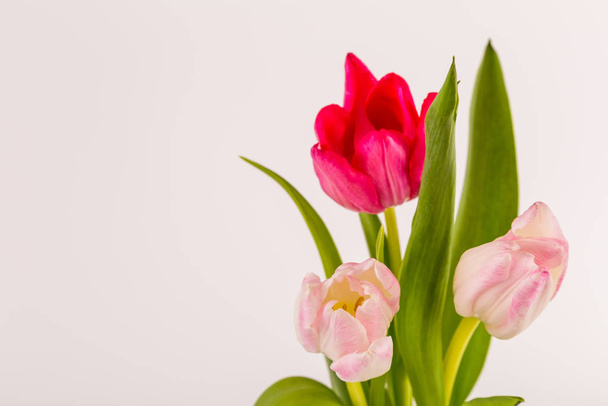 Fresh spring tulips on white - Fotografie, Obrázek