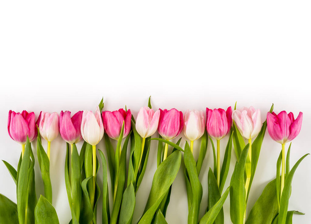 Fresh spring tulips on white - 写真・画像