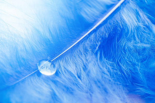 Goccia trasparente acqua limpida dopo pioggia su piuma azzurra di uccello, aria di colore turchese. Concetto purezza e fragilità della natura
 - Foto, immagini