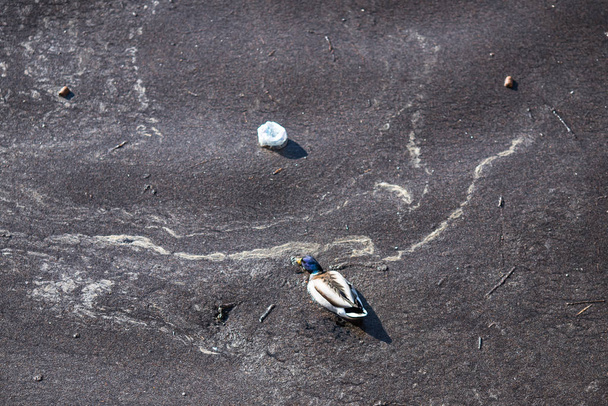 Birds swim in water pollution with oil, household waste and plastic - Photo, Image