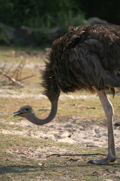 scenic view of beautiful ostriches at nature - Фото, изображение