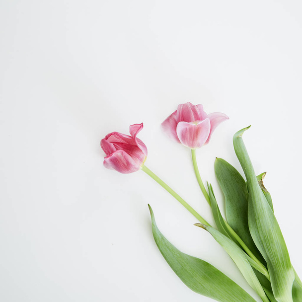 Pink Tulips Flowers on White Background - Φωτογραφία, εικόνα