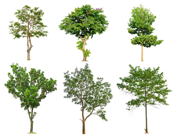 Kolekcja drzew odizolowanych na białym tle do stosowania w projektach architektonicznych lub innych. - Zdjęcie, obraz