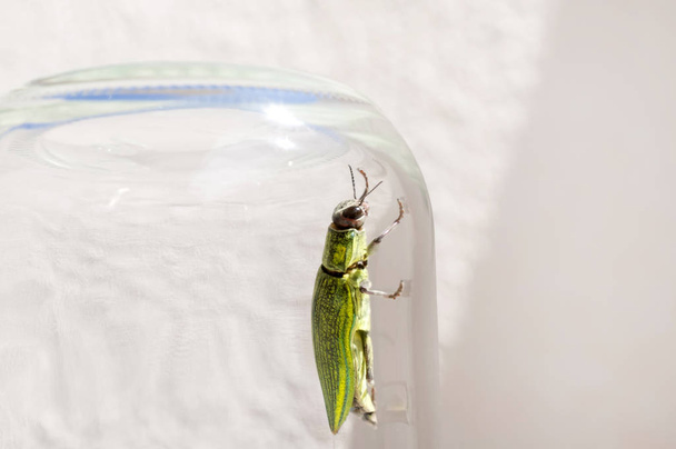 Jewel Beetle, Buprestidae, Chrysodema dalmanni - Fotoğraf, Görsel