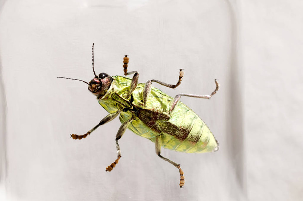 Jewel beetle, Buprestidae, Chrysodema dalmanni - 写真・画像