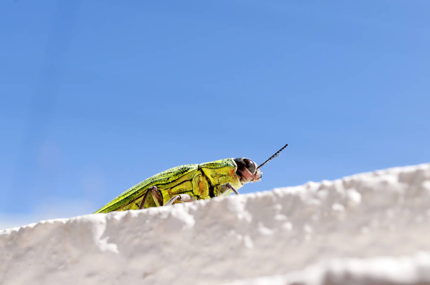 Escarabajo joya, Buprestidae, Chrysodema dalmanni
 - Foto, imagen