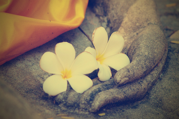 Плюмерия цветок на руке статуи Будды
 - Фото, изображение