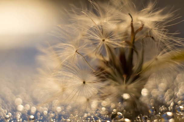 Dandelion in water droplets, sideways, macro boke - Foto, Bild