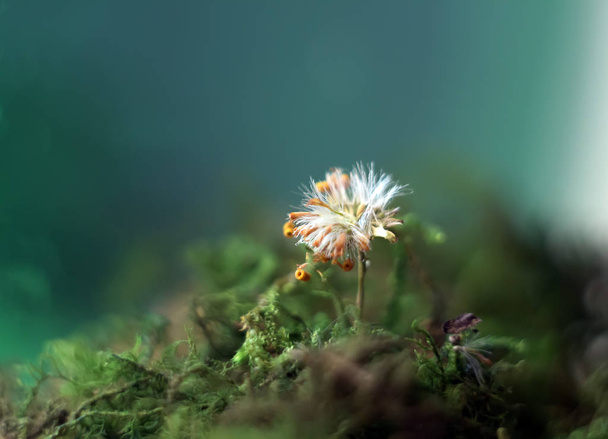 Dandelion growing on a mech, abstraction, macro - Φωτογραφία, εικόνα