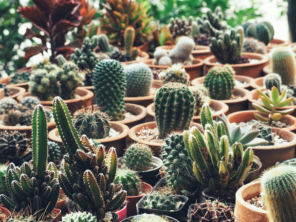primer plano de la planta de cactus - Foto, Imagen