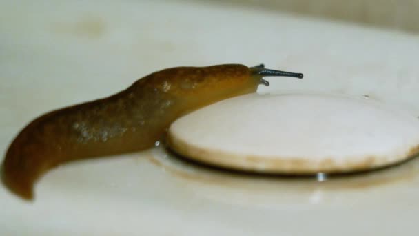 Een smerige enge bruine slak beweegt langs een roestige witte wastafel in de badkamer close-up. Het concept van angst en verschrikking. Grondslak kruipt en palpeert natte plastic bekleding met oogtentakels. - Video