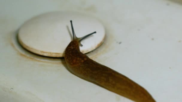 Een smerige enge bruine slak beweegt langs een roestige witte wastafel in de badkamer close-up. Het concept van angst en verschrikking. Grondslak kruipt en palpeert nat oppervlak met oogtentakels. - Video