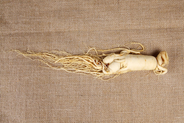 Ginseng, close-up - Фото, изображение