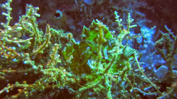 Scorpionfish feuille verte dans le récif tropical. Gros plan sur le ve
 - Photo, image