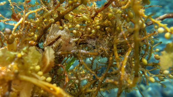 Beyaz boyanmış Kurbağa Balığı deniz yosunu, Tulamben, Bali ve ben ile saklanıyor. - Fotoğraf, Görsel