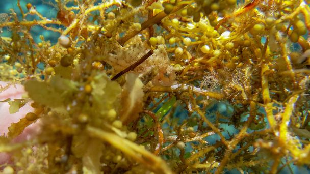 白塗りのカエルは海藻で隠れています, Tulamben,バリ島,私 - 写真・画像