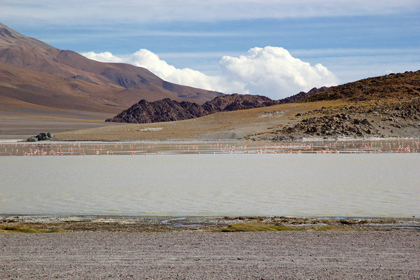 Laguna Grande nella provincia di Catamarca a Puna de Atacama, Argentina
 - Foto, immagini