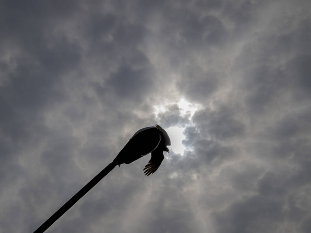 Птах чіманго готовий літати на вершині вуличного ліхтаря. - Фото, зображення