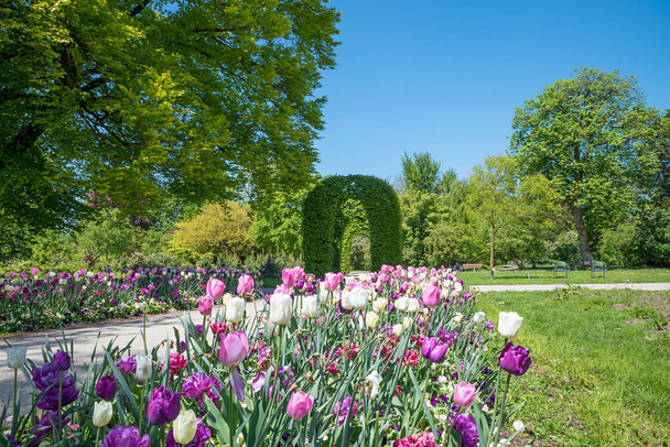 tulip flower bed and walkway in the Rosengarten park, district U - Foto, afbeelding